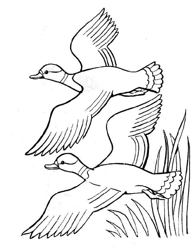 Раскраска: утка (Животные) #1511 - Бесплатные раскраски для печати