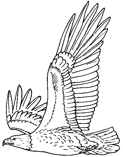 Раскраска: орел (Животные) #280 - Бесплатные раскраски для печати