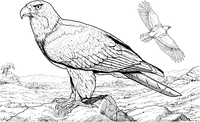 Раскраска: орел (Животные) #283 - Бесплатные раскраски для печати