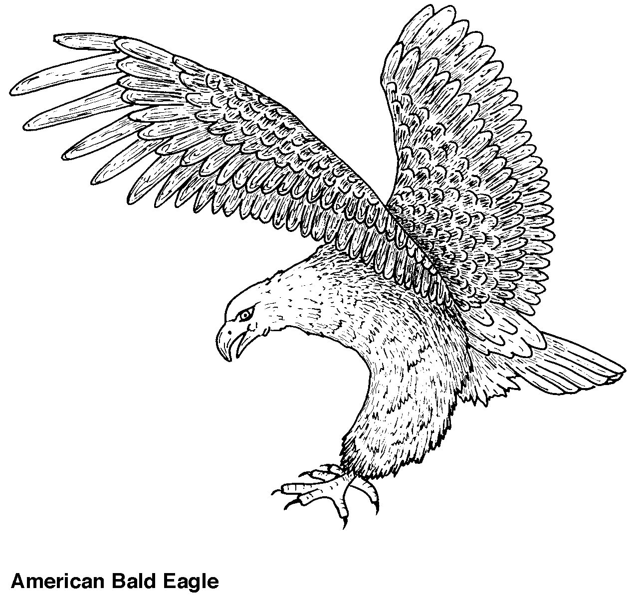 Раскраска: орел (Животные) #285 - Бесплатные раскраски для печати