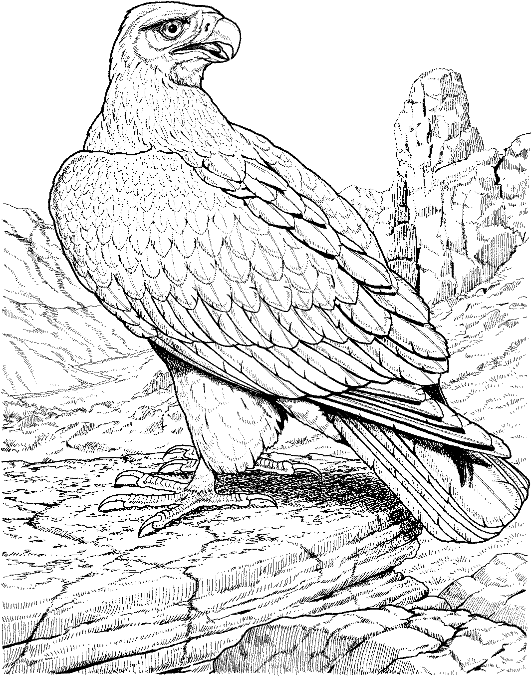 Расскраска Степной орёл