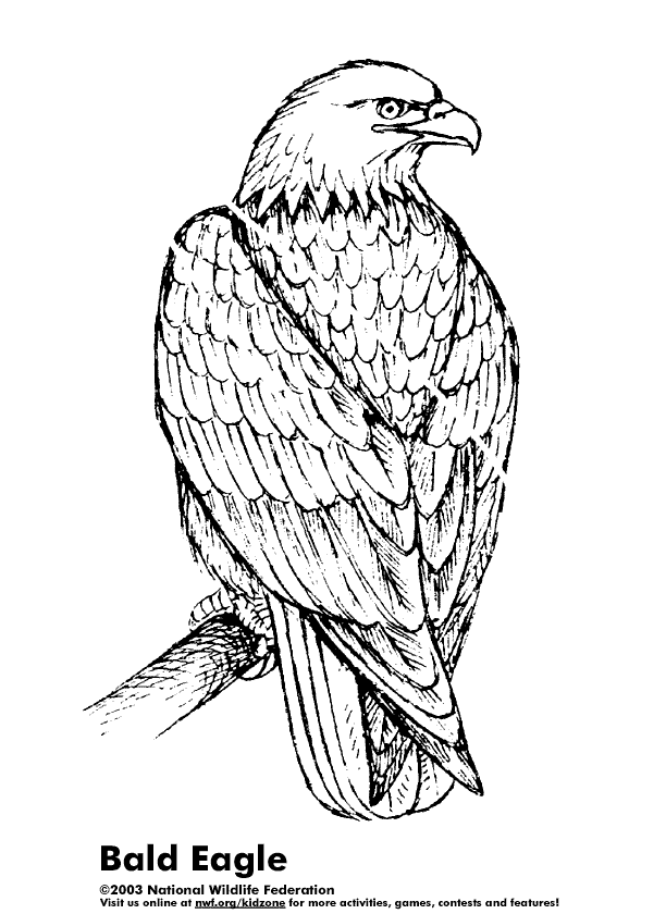 Раскраска: орел (Животные) #297 - Бесплатные раскраски для печати