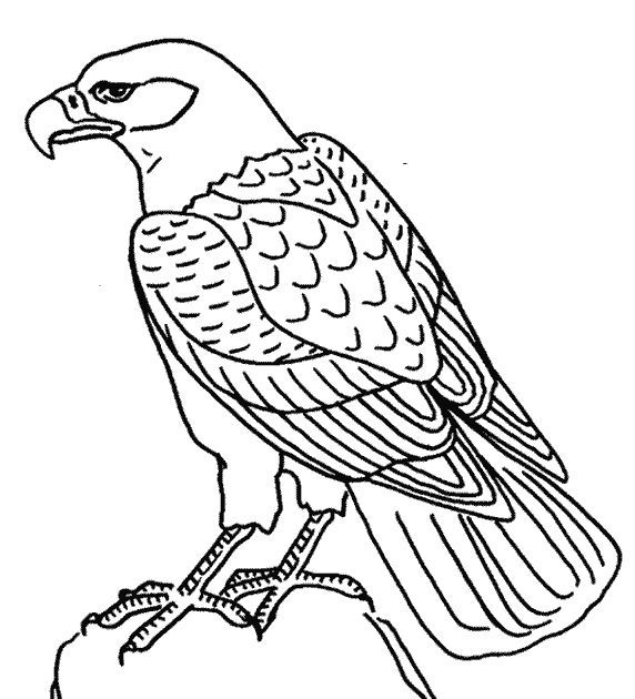 Раскраска: орел (Животные) #302 - Бесплатные раскраски для печати