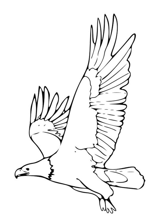 Раскраска: орел (Животные) #329 - Раскраски для печати