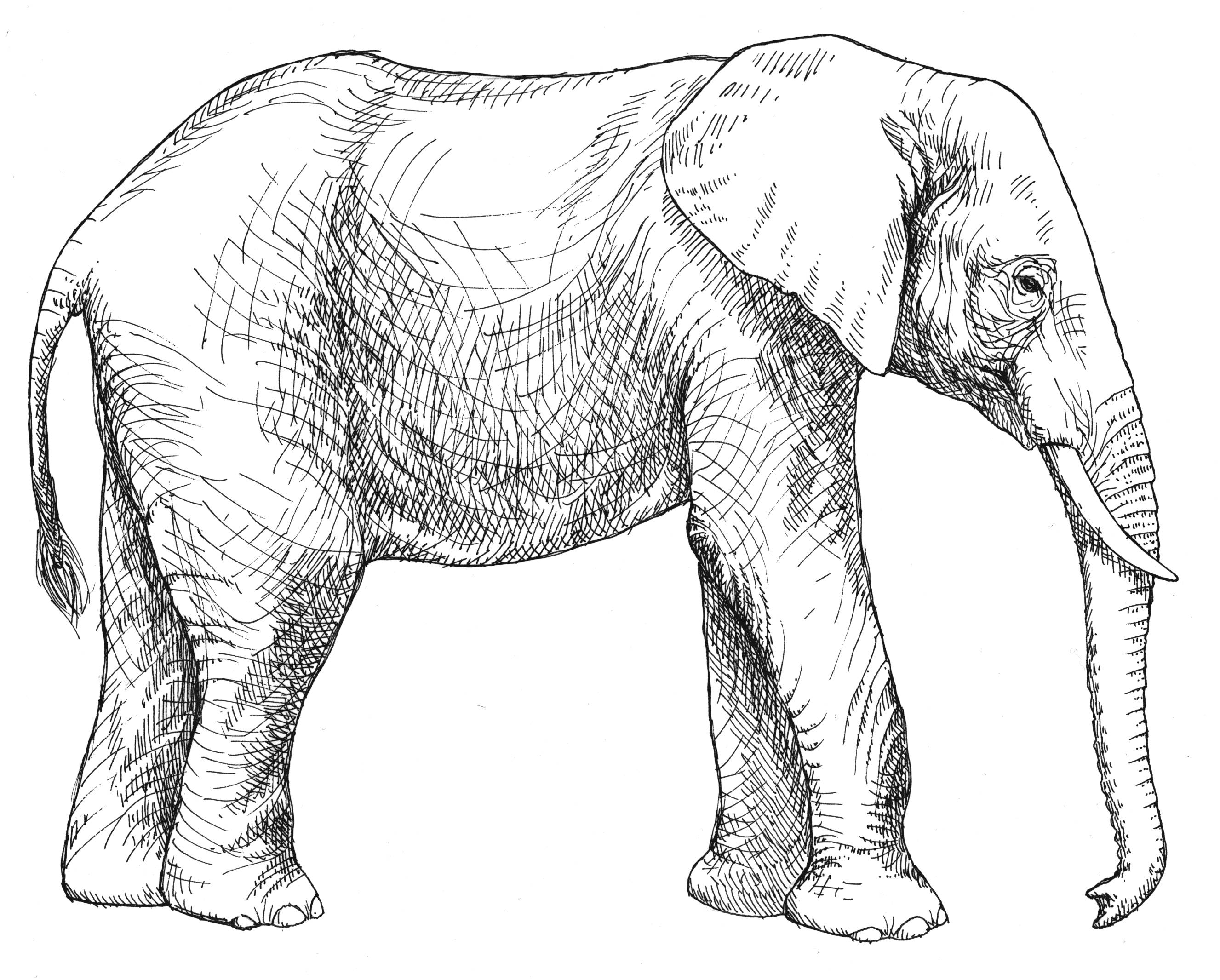 Раскраска: слон (Животные) #6366 - Бесплатные раскраски для печати