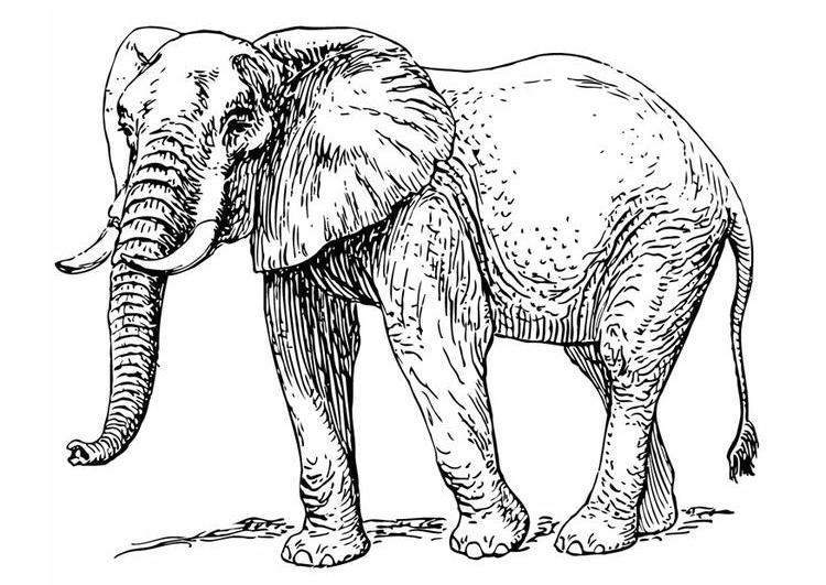 Раскраска: слон (Животные) #6389 - Бесплатные раскраски для печати