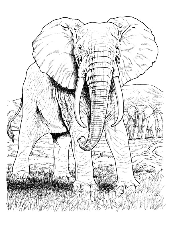 Раскраска: слон (Животные) #6395 - Бесплатные раскраски для печати