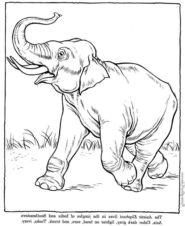 Раскраска: слон (Животные) #6442 - Бесплатные раскраски для печати