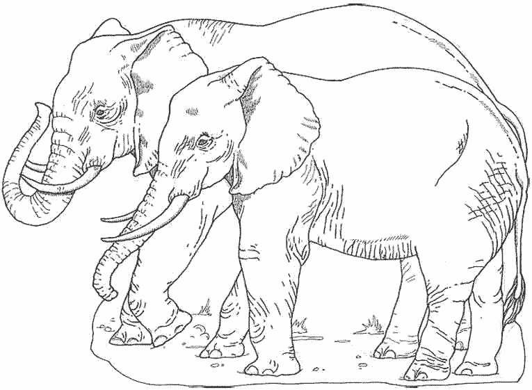 Раскраска: слон (Животные) #6486 - Бесплатные раскраски для печати