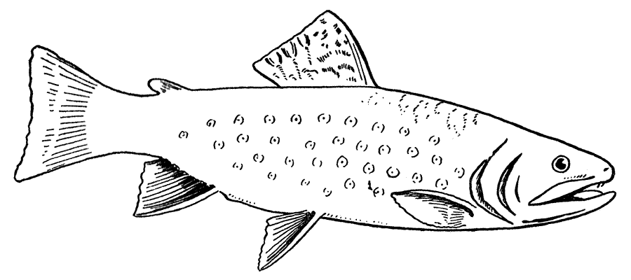 Раскраска: рыба (Животные) #17136 - Бесплатные раскраски для печати