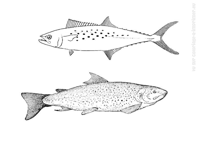 Раскраска: рыба (Животные) #17209 - Бесплатные раскраски для печати