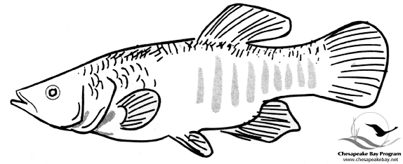 Раскраска: рыба (Животные) #17220 - Бесплатные раскраски для печати