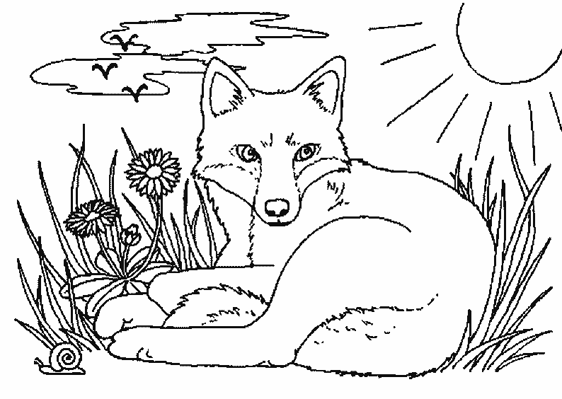 Раскраска: лисица (Животные) #15009 - Бесплатные раскраски для печати