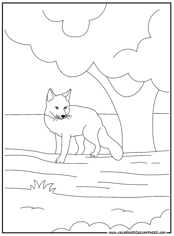 Раскраска: лисица (Животные) #15021 - Бесплатные раскраски для печати