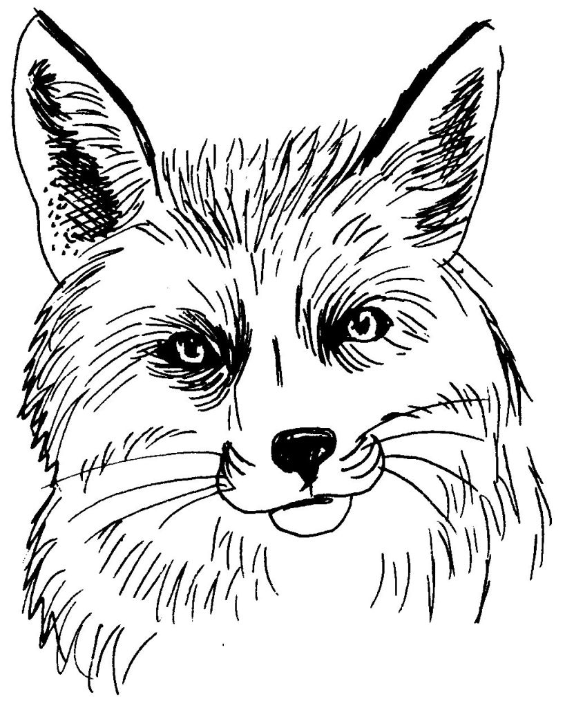 Раскраска: лисица (Животные) #15044 - Бесплатные раскраски для печати