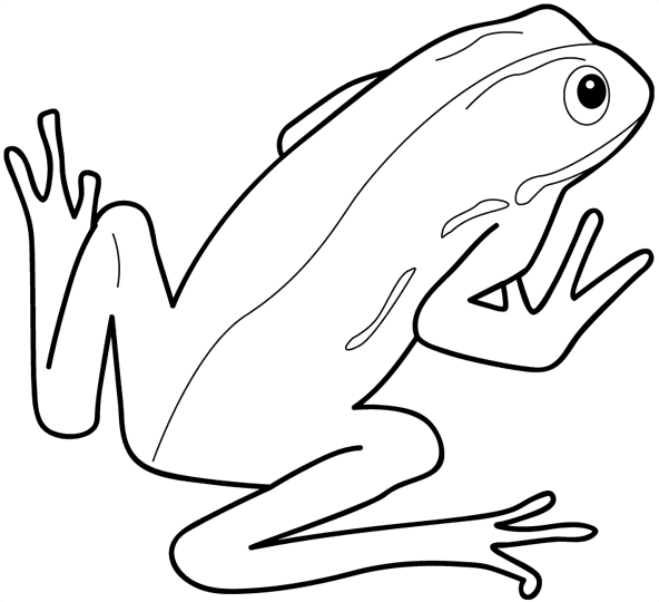 Раскраска: лягушка (Животные) #7596 - Бесплатные раскраски для печати