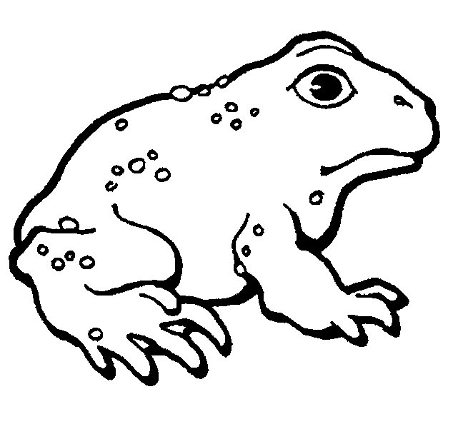 Раскраска: лягушка (Животные) #7688 - Бесплатные раскраски для печати