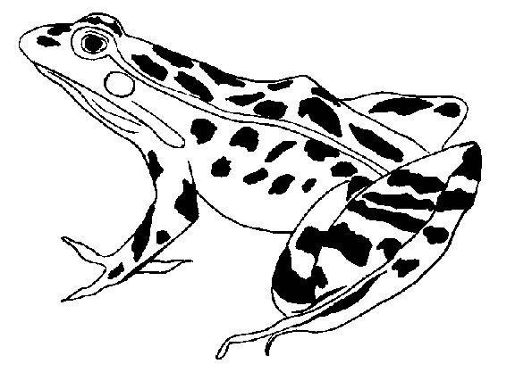 Раскраска: лягушка (Животные) #7695 - Бесплатные раскраски для печати
