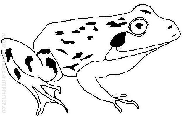 Раскраска: лягушка (Животные) #7733 - Бесплатные раскраски для печати
