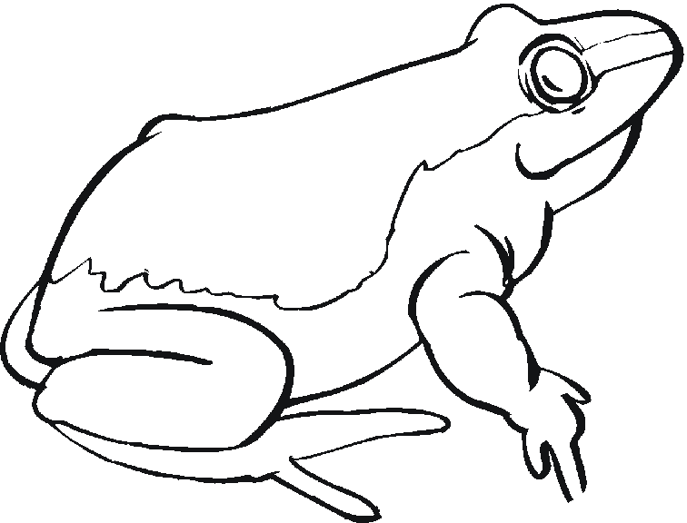 Раскраска: лягушка (Животные) #7758 - Бесплатные раскраски для печати