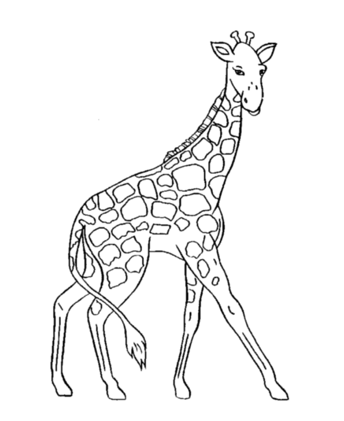 Раскраска: жираф (Животные) #7220 - Бесплатные раскраски для печати