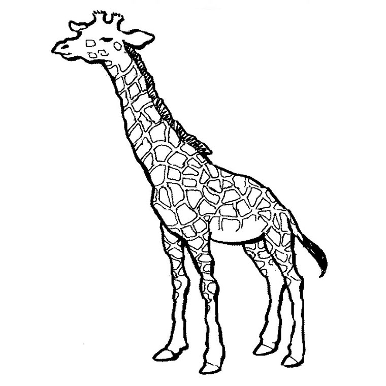 Раскраска: жираф (Животные) #7223 - Бесплатные раскраски для печати