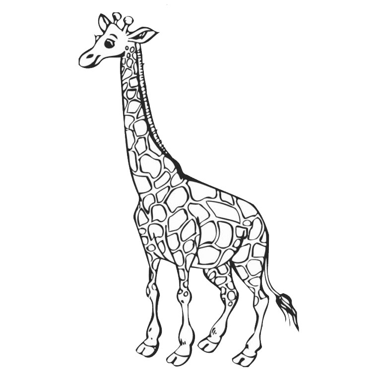 Раскраска: жираф (Животные) #7226 - Бесплатные раскраски для печати