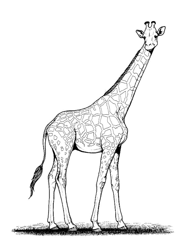 Раскраска: жираф (Животные) #7229 - Бесплатные раскраски для печати