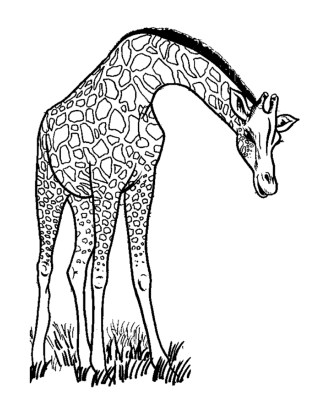 Раскраска: жираф (Животные) #7234 - Бесплатные раскраски для печати
