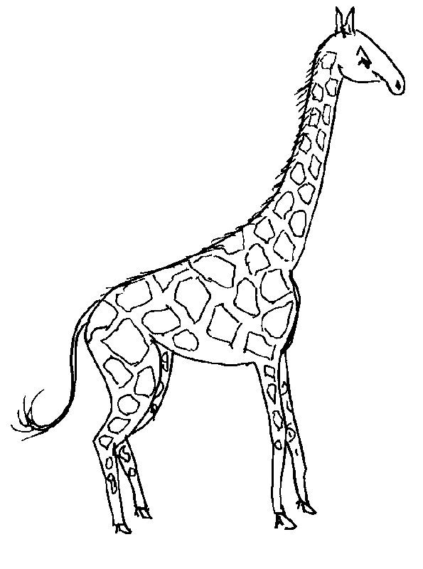 Раскраска: жираф (Животные) #7235 - Бесплатные раскраски для печати