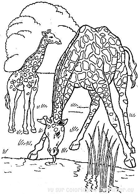 Раскраска: жираф (Животные) #7245 - Бесплатные раскраски для печати