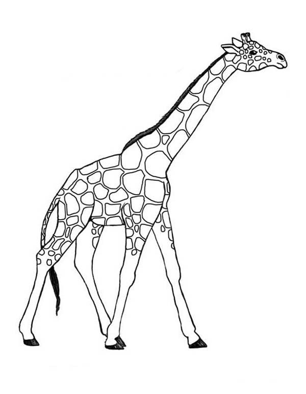 Раскраска: жираф (Животные) #7260 - Бесплатные раскраски для печати