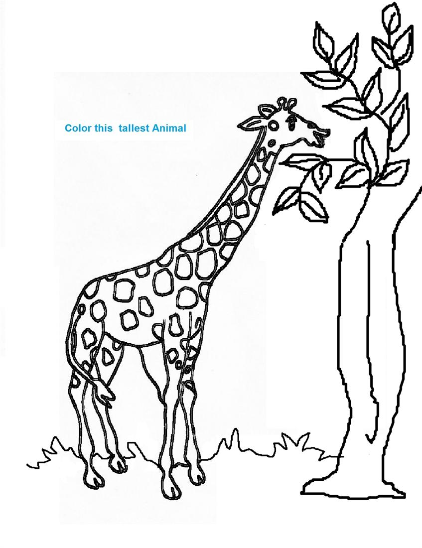 Раскраска: жираф (Животные) #7265 - Бесплатные раскраски для печати