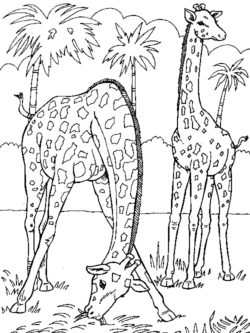 Раскраска: жираф (Животные) #7277 - Бесплатные раскраски для печати