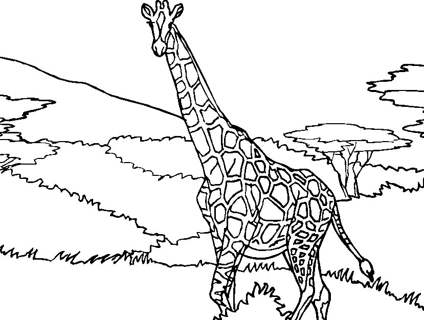 Раскраска: жираф (Животные) #7305 - Бесплатные раскраски для печати