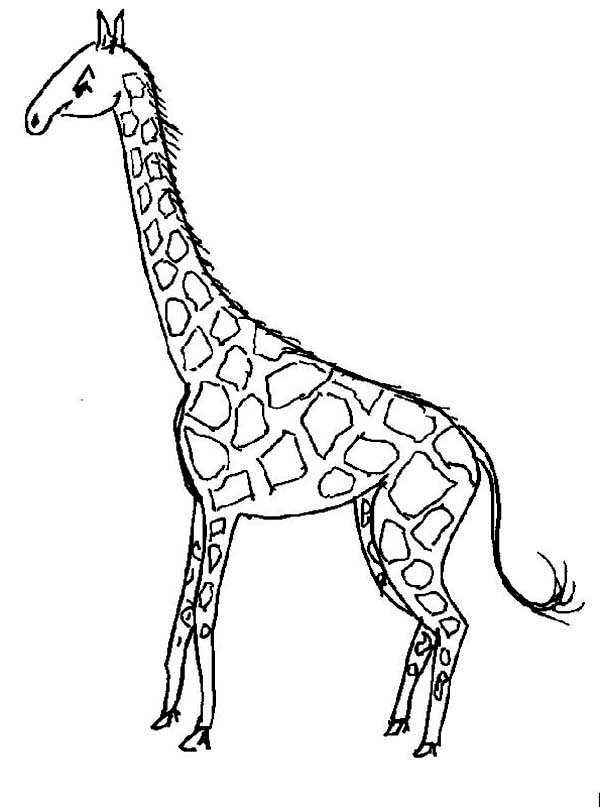 Раскраска: жираф (Животные) #7323 - Бесплатные раскраски для печати