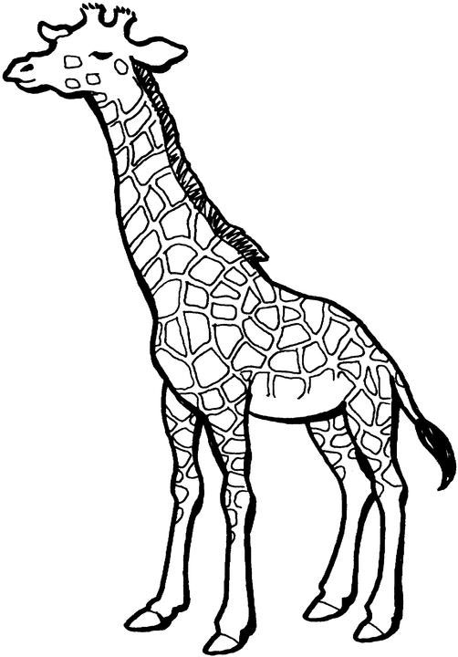Раскраска: жираф (Животные) #7334 - Бесплатные раскраски для печати
