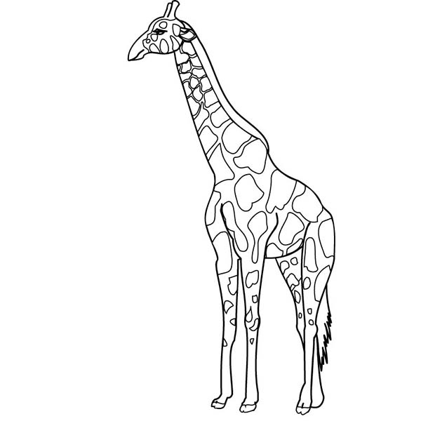 Раскраска: жираф (Животные) #7362 - Бесплатные раскраски для печати