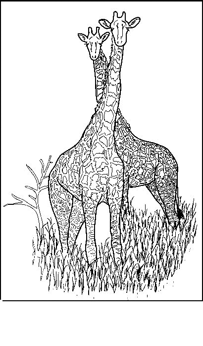 Раскраска: жираф (Животные) #7365 - Бесплатные раскраски для печати