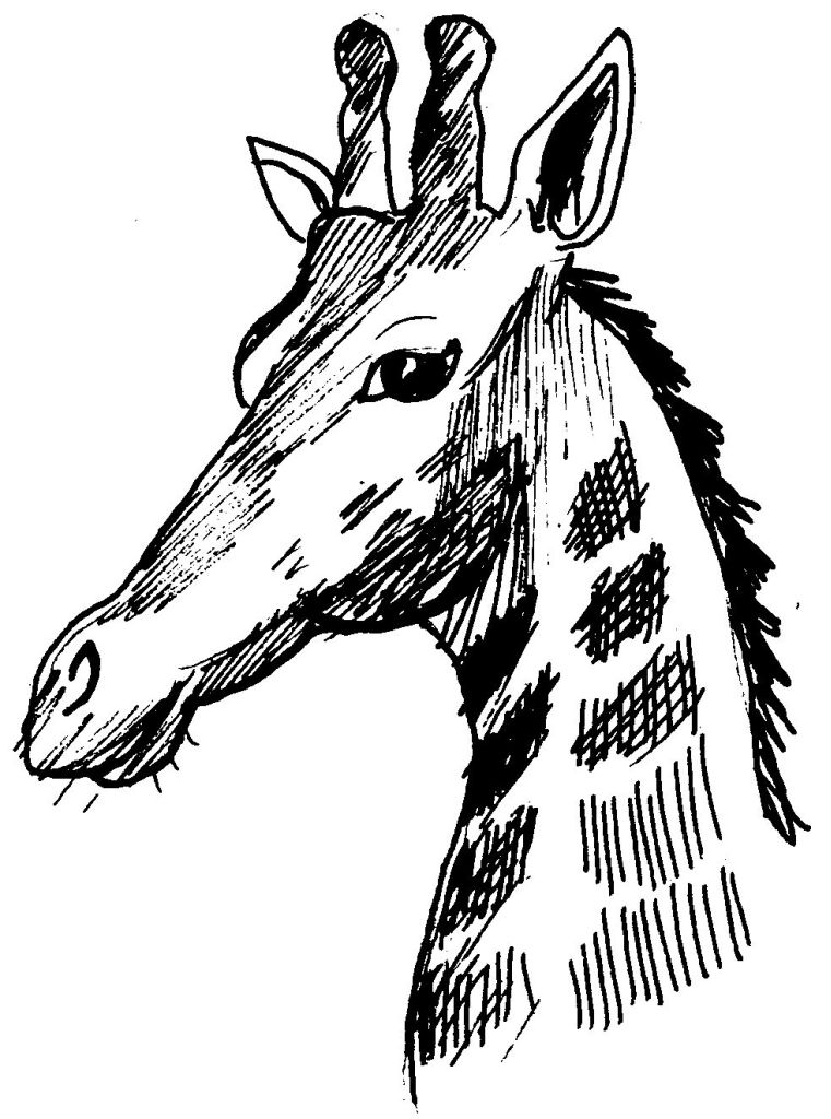 Раскраска: жираф (Животные) #7389 - Бесплатные раскраски для печати
