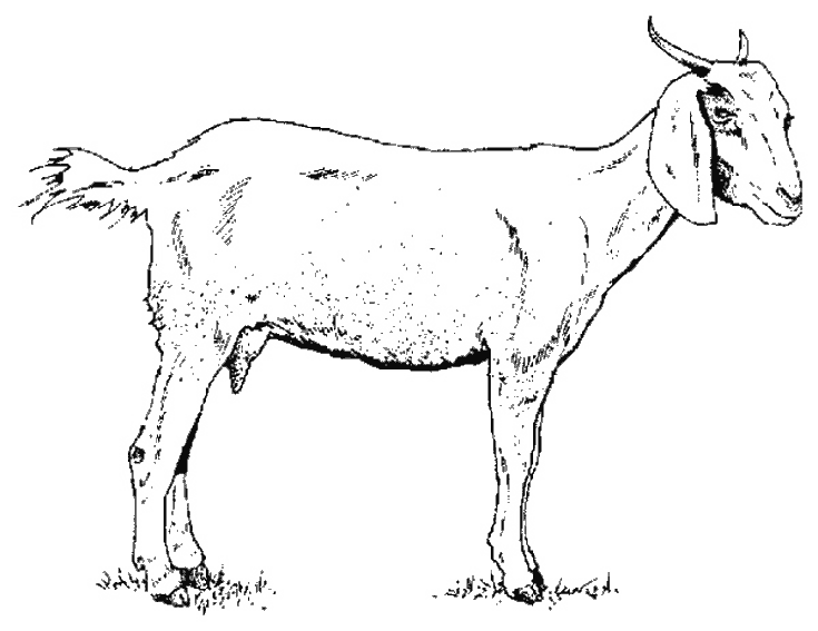 Раскраска: коза (Животные) #2370 - Бесплатные раскраски для печати