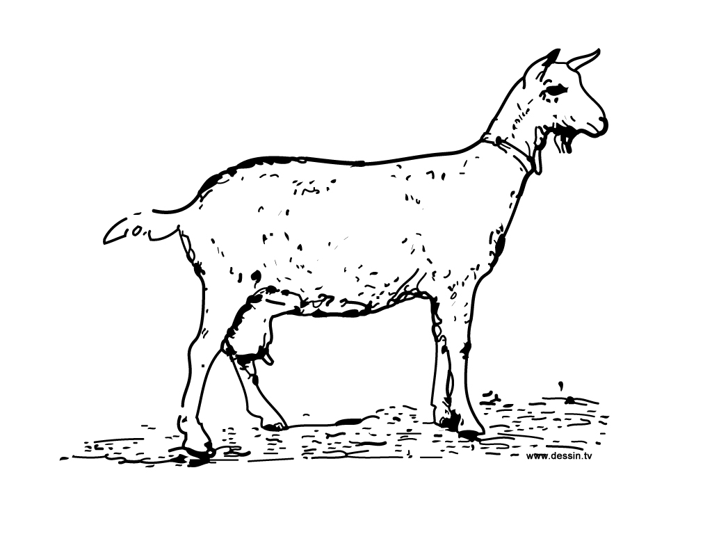Раскраска: коза (Животные) #2376 - Бесплатные раскраски для печати