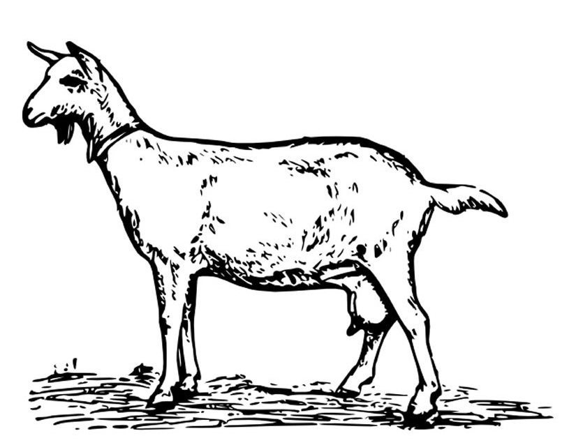 Раскраска: коза (Животные) #2465 - Бесплатные раскраски для печати