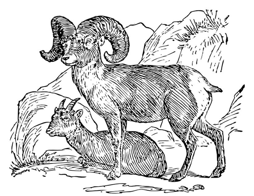 Раскраска: коза (Животные) #2483 - Бесплатные раскраски для печати