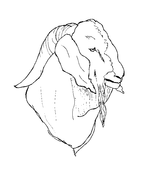 Раскраска: коза (Животные) #2527 - Бесплатные раскраски для печати