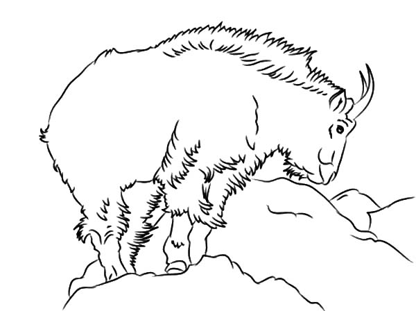 Раскраска: коза (Животные) #2559 - Бесплатные раскраски для печати