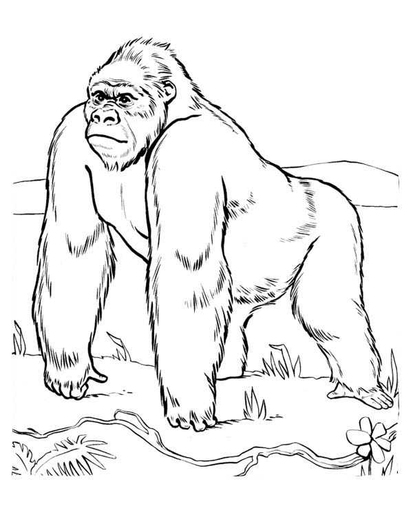 Раскраска: горилла (Животные) #7421 - Бесплатные раскраски для печати