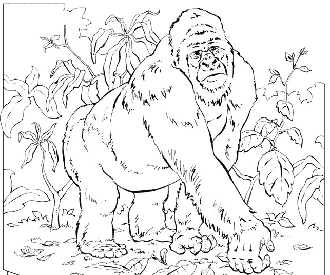 Раскраска: горилла (Животные) #7455 - Бесплатные раскраски для печати