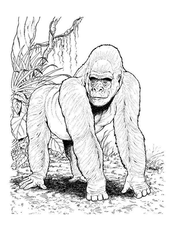Раскраска: горилла (Животные) #7467 - Бесплатные раскраски для печати
