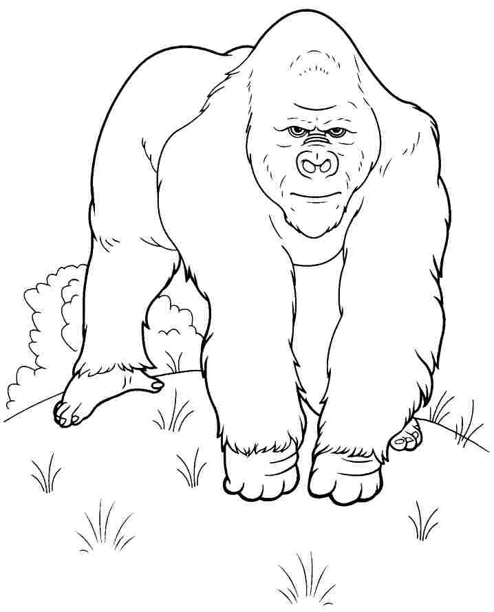 Раскраска: горилла (Животные) #7477 - Бесплатные раскраски для печати